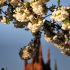 Frühlingsblüte in Werder