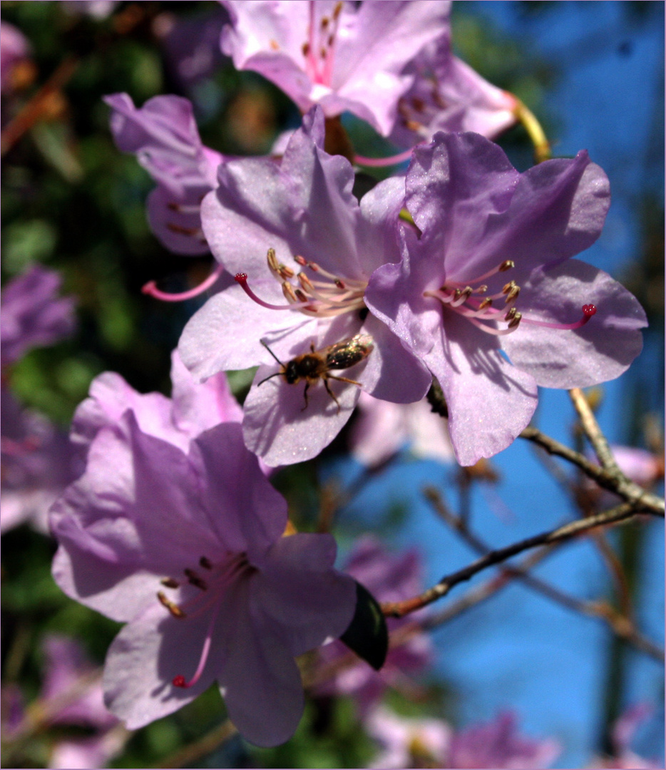 Frühlingsblüte mit Besuch