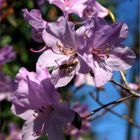 Frühlingsblüte mit Besuch