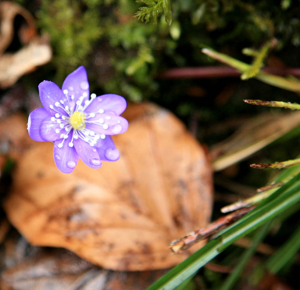 Frühlingsblüte mit Regentropfen