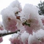 Frühlingsblüte mit Schneemütze
