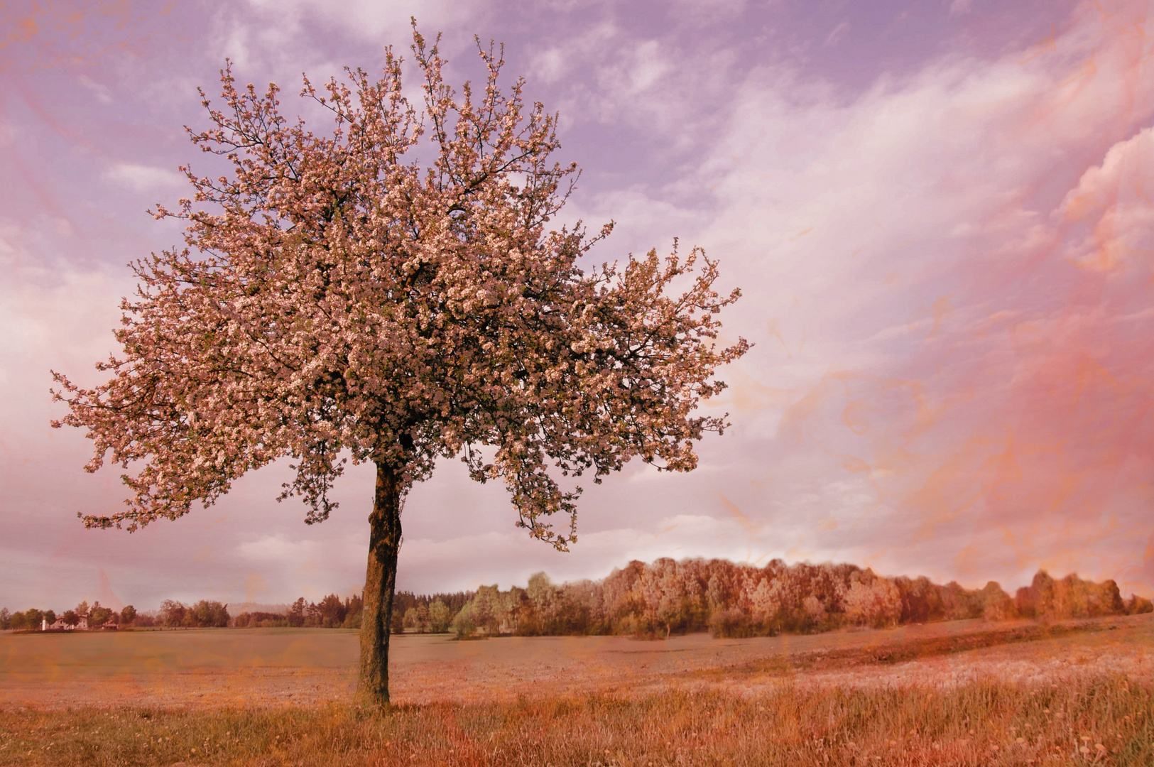 Frühlingsblüte - üppig und rosa