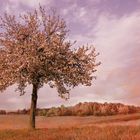 Frühlingsblüte - üppig und rosa