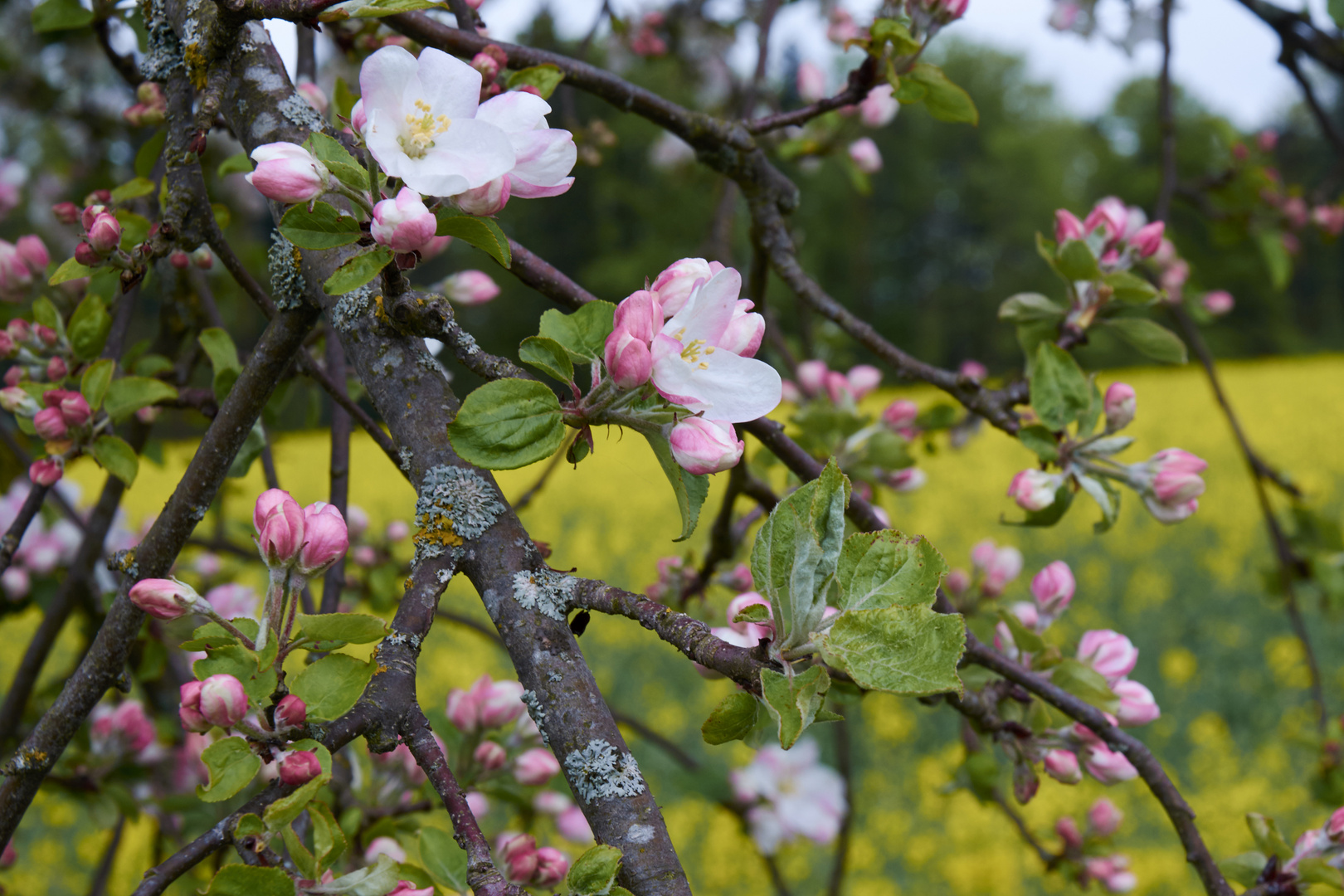 Frühlingsblüten