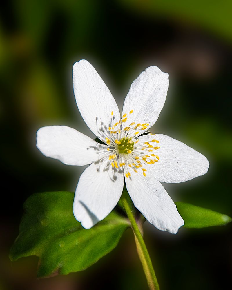 Frühlingsblüten 1