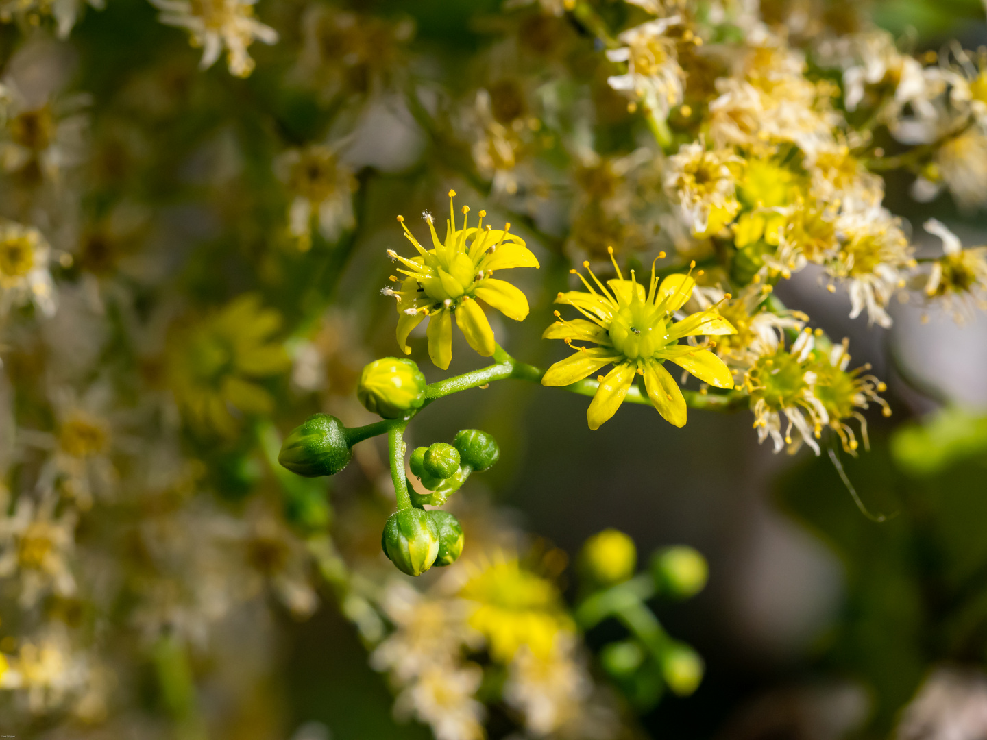 Frühlingsblüten 