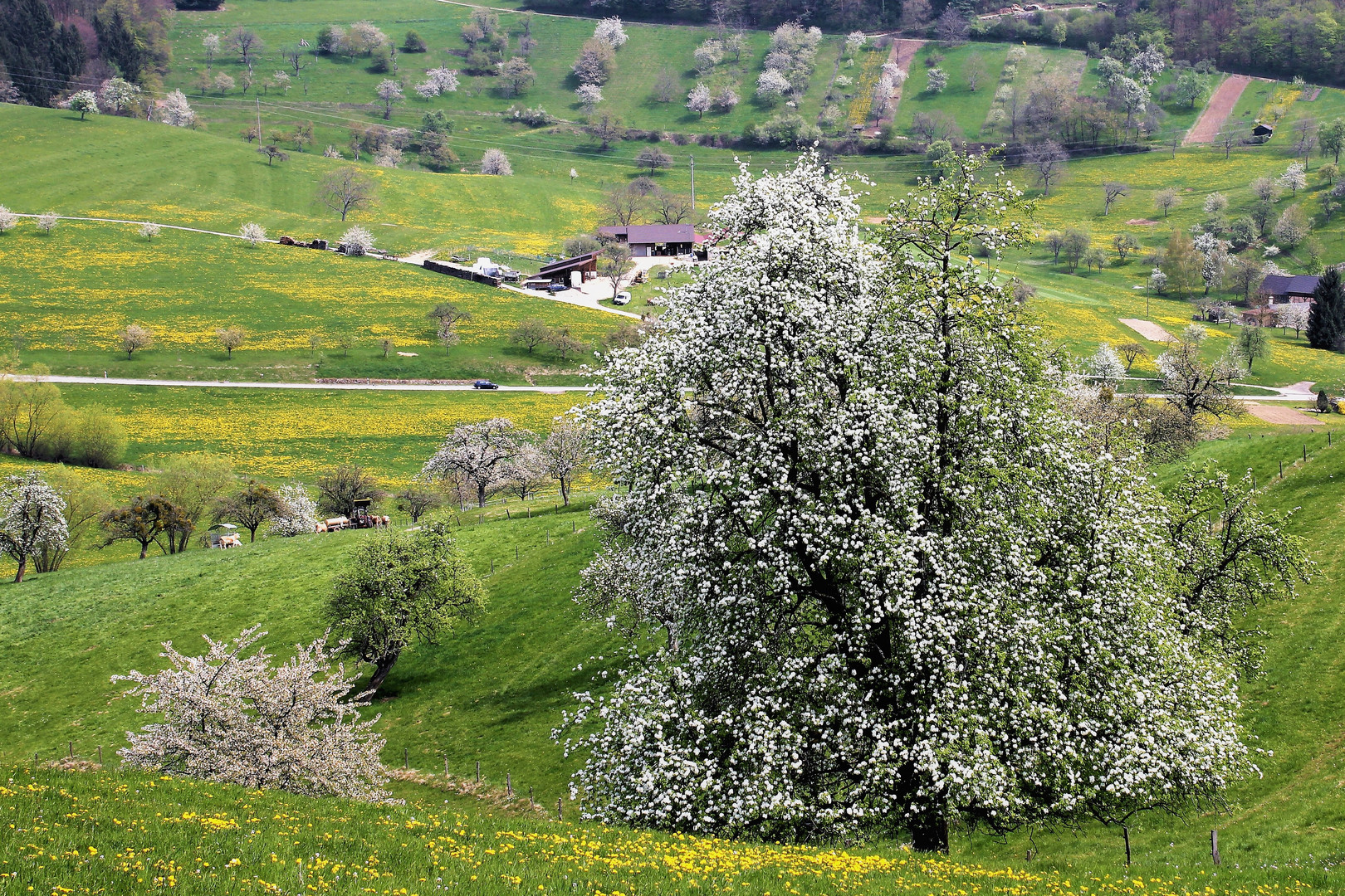 Frühlingsblüten