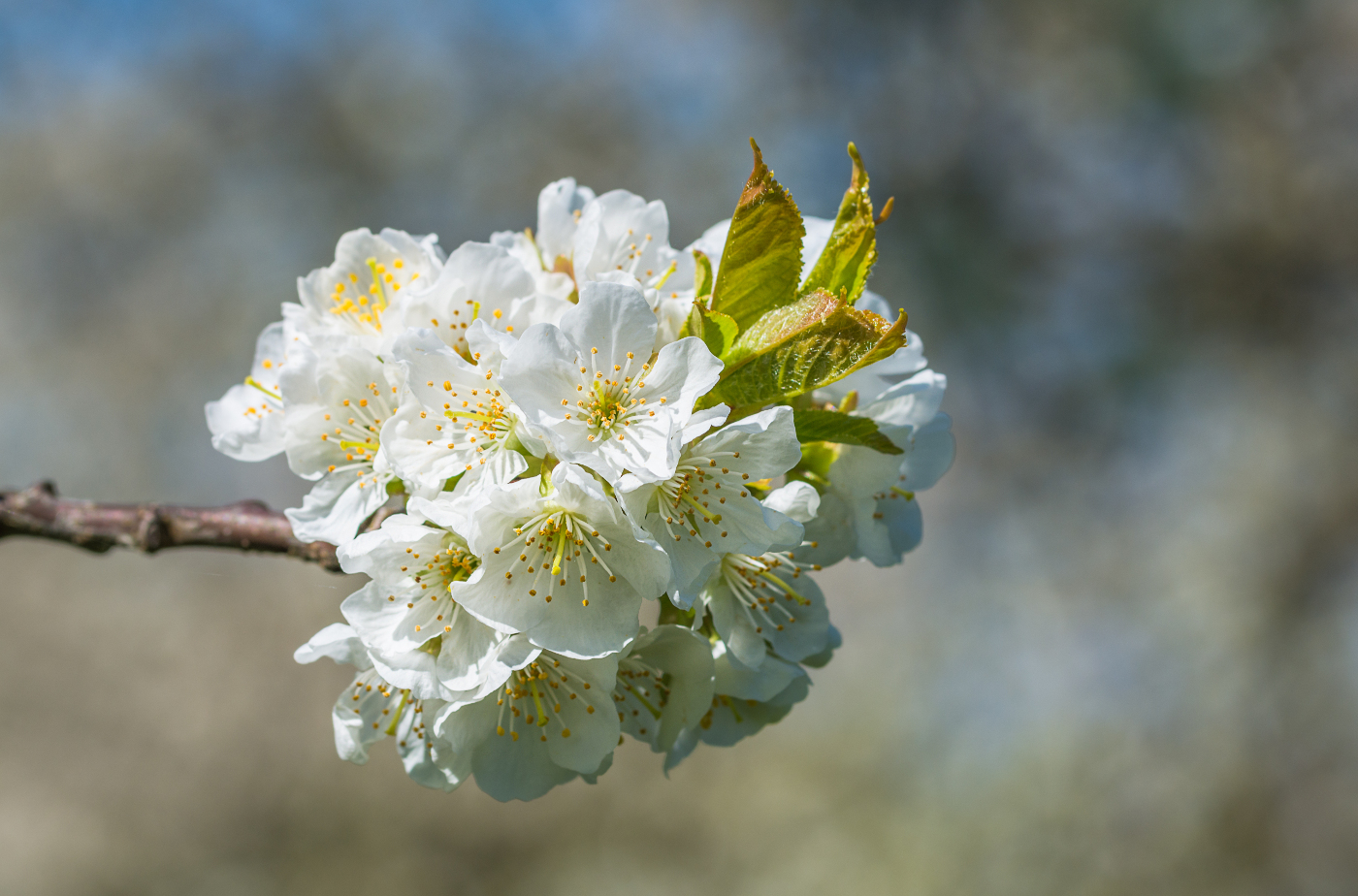 Frühlingsblüten