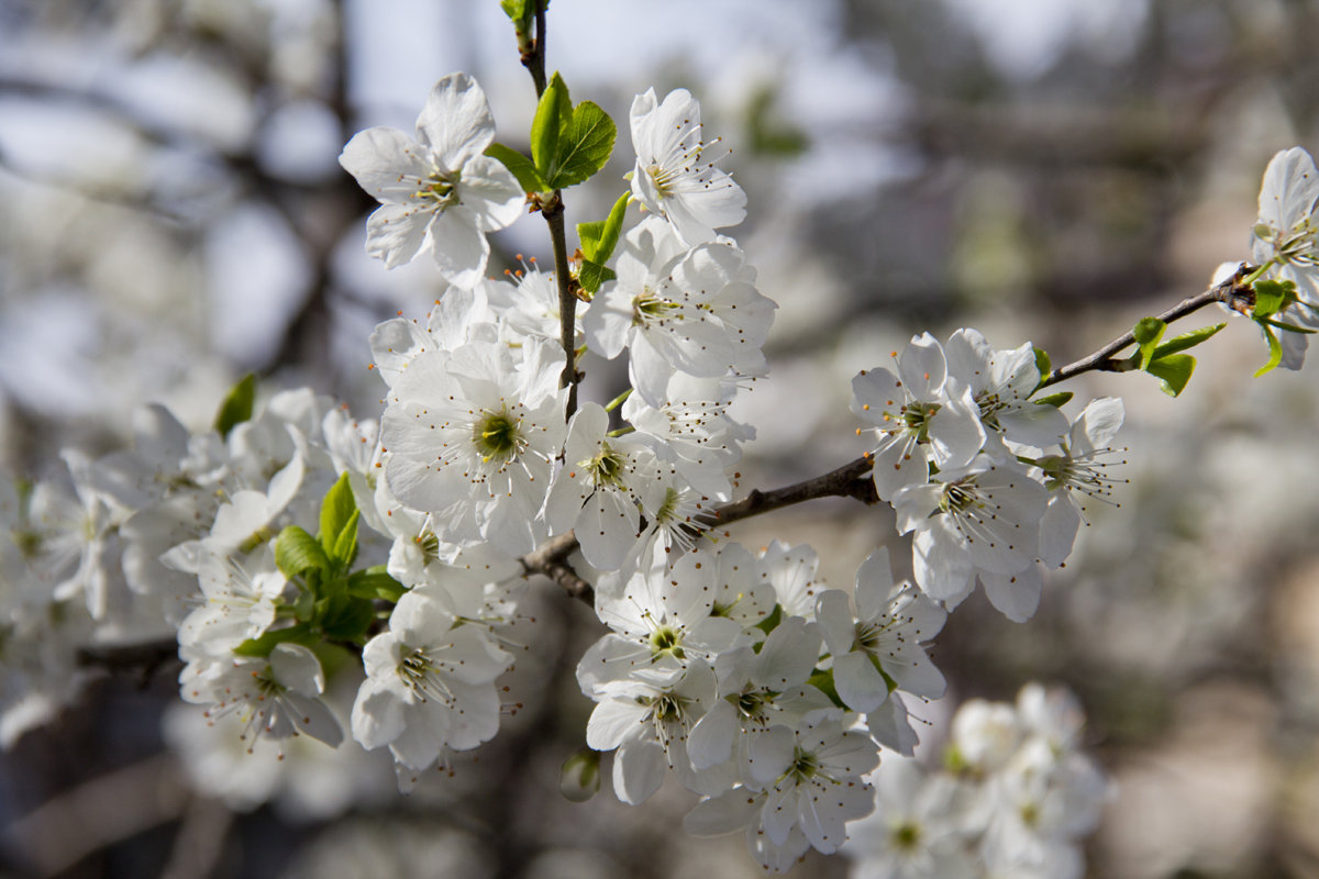 Frühlingsblüten