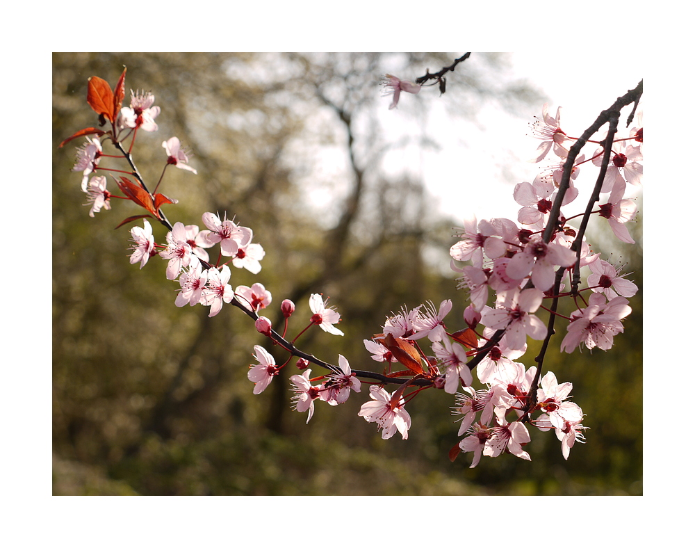 Frühlingsblüten (2)