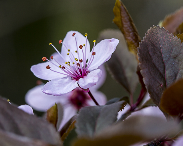 Frühlingsblüten 2