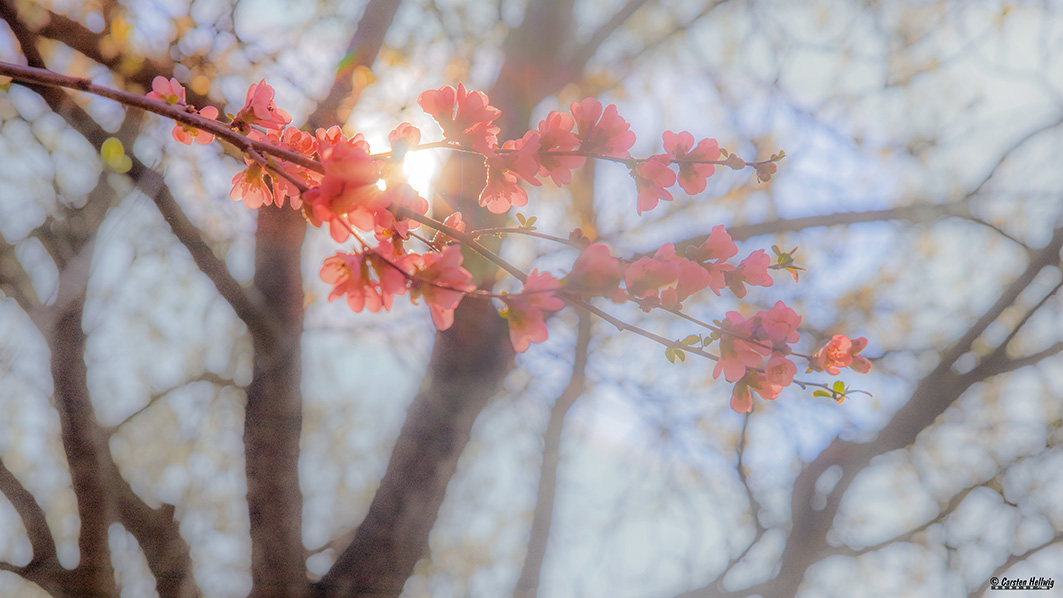 Frühlingsblüten