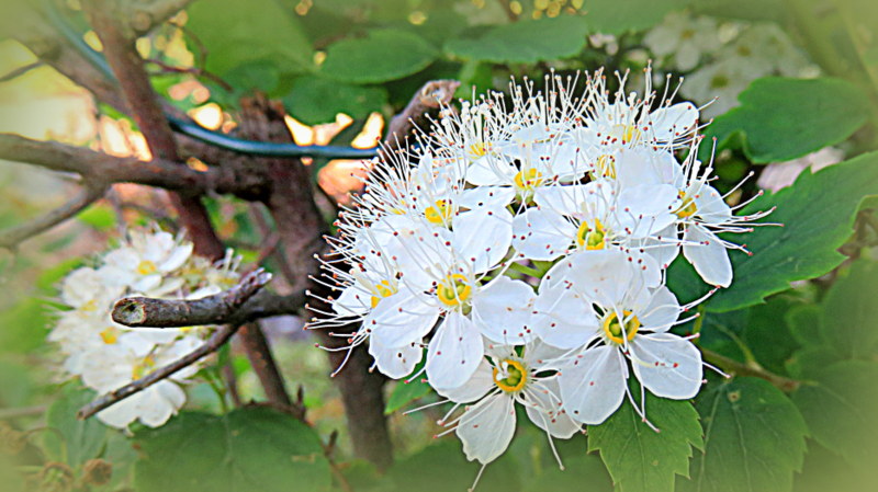 Frühlingsblüten