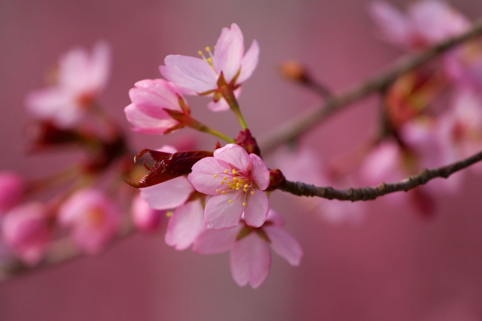 Frühlingsblüten