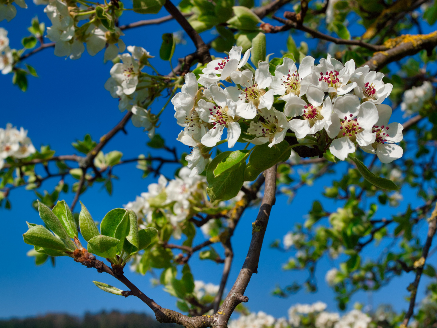 Frühlingsblüten