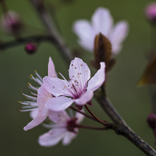 Frühlingsblüten 3