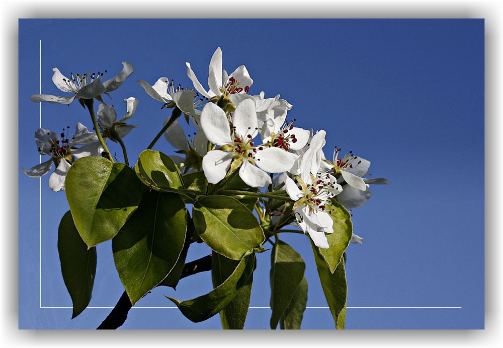 Frühlingsblüten