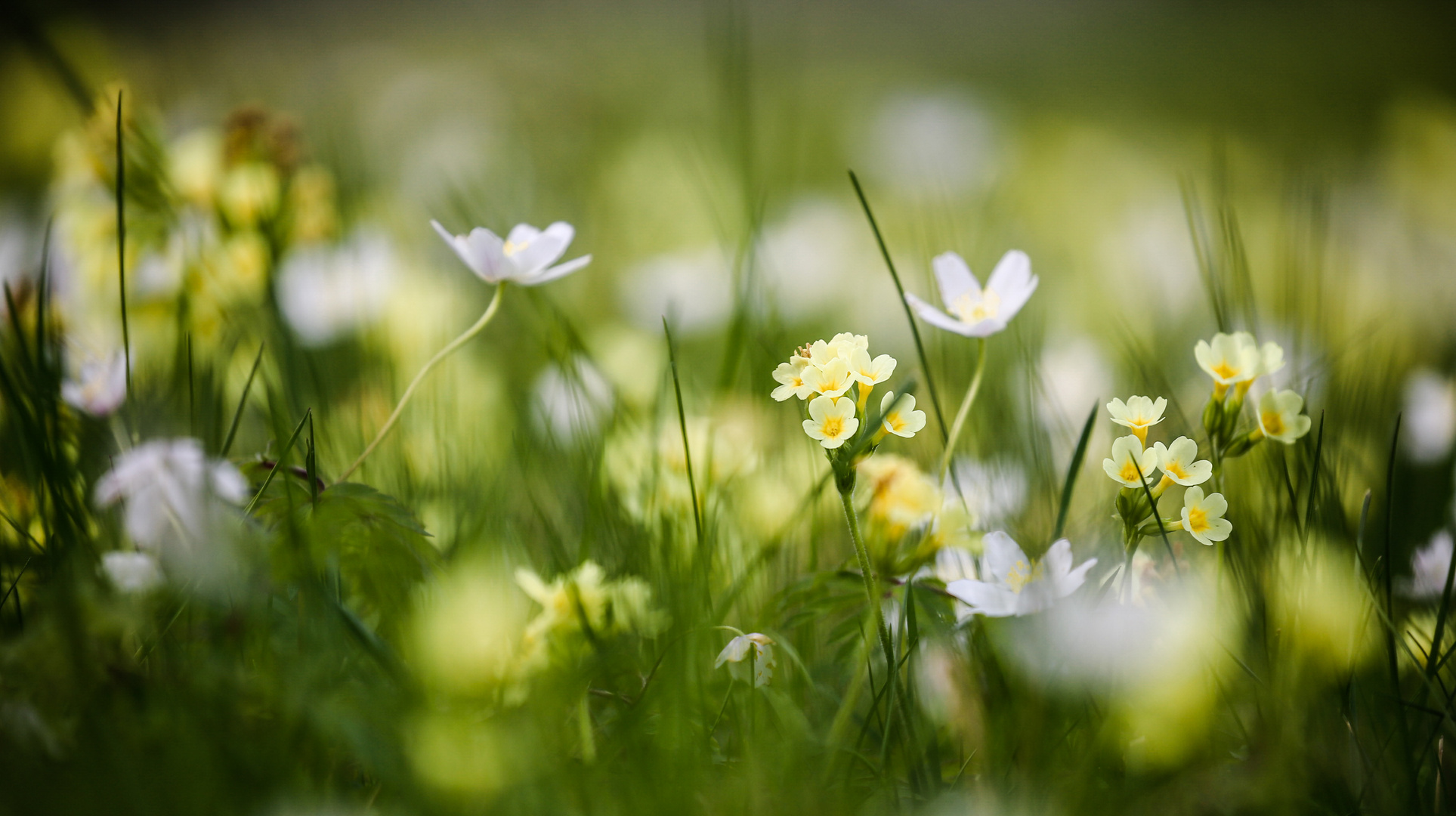 Frühlingsblüten