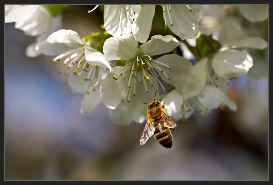 Frühlingsblüten ..