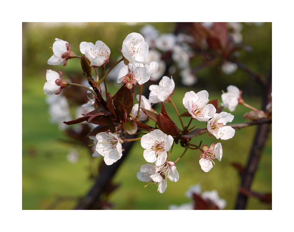 Frühlingsblüten (4)