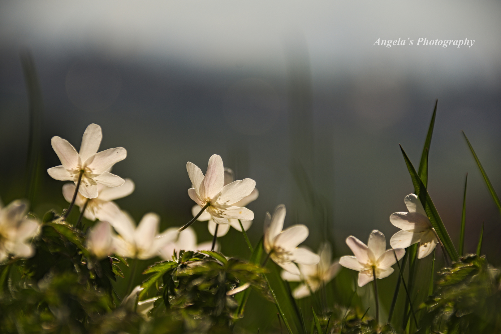 Frühlingsblüten