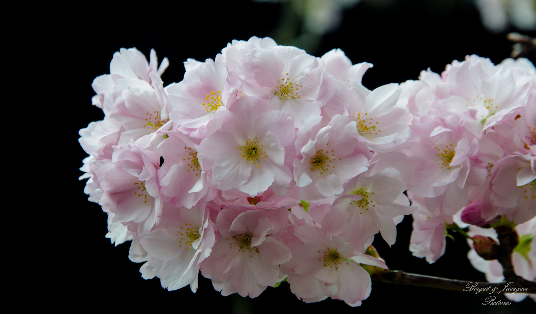 Frühlingsblüten