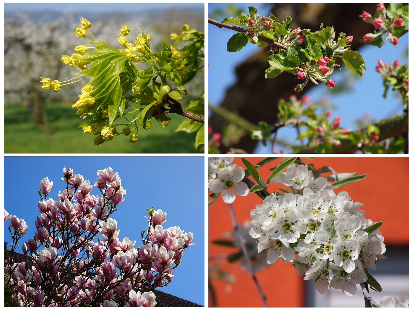 Frühlingsblüten