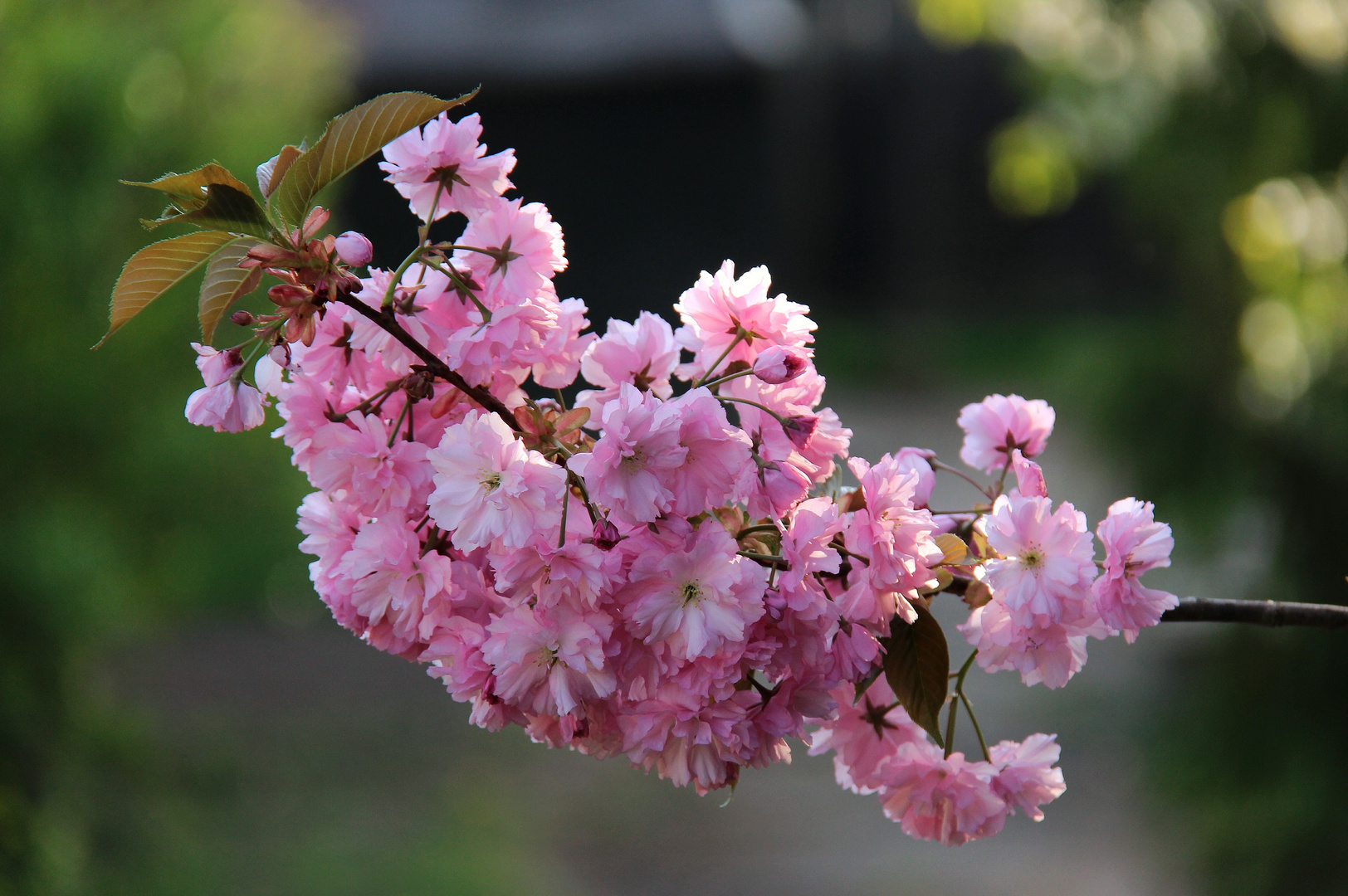 Frühlingsblüten