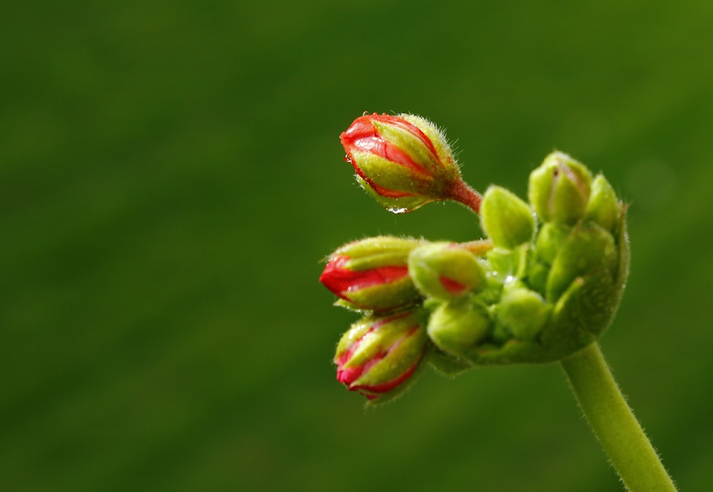 Frühlingsblüten 5