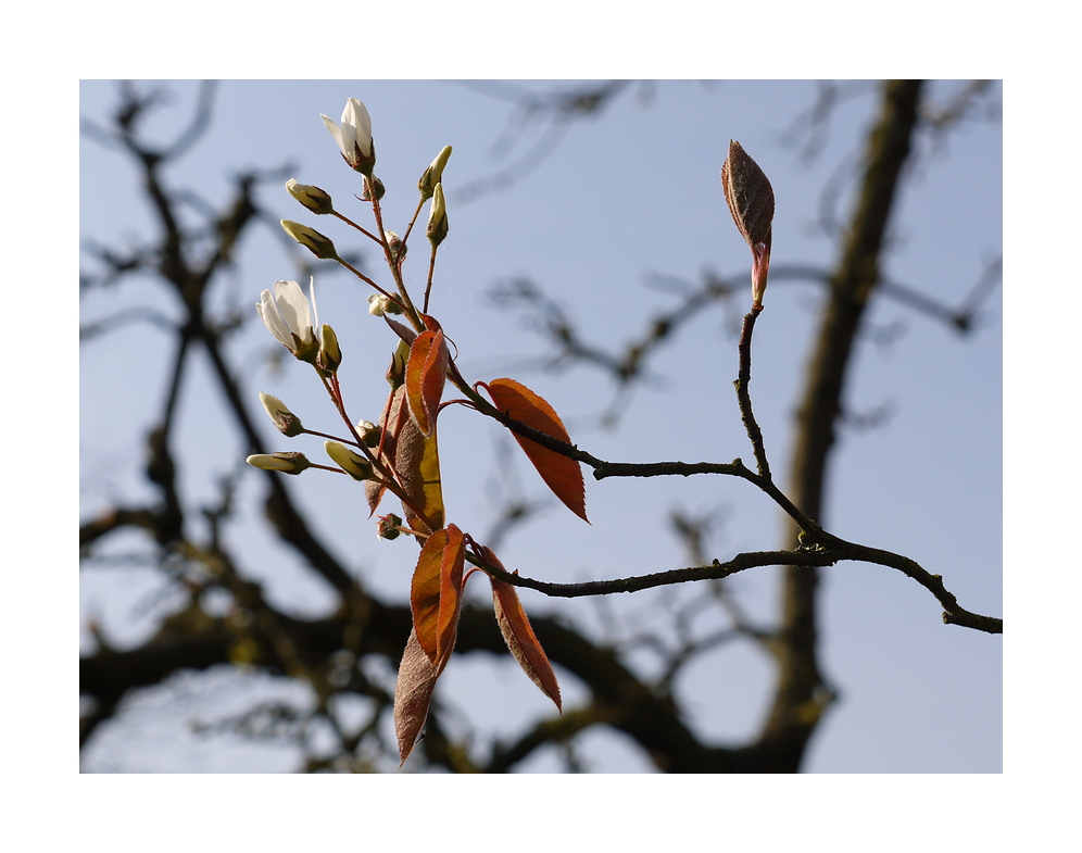 Frühlingsblüten (5)