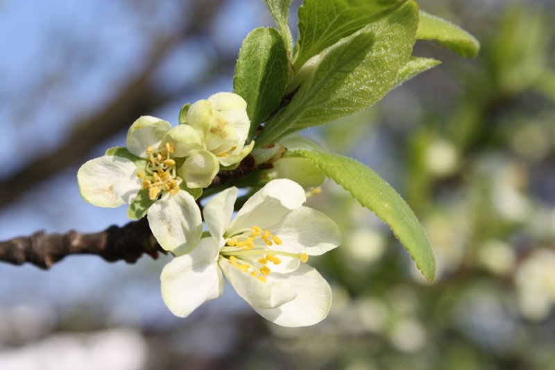 Frühlingsblüten