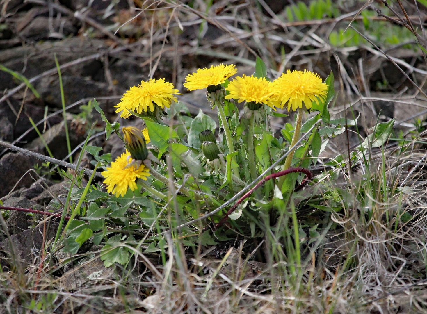 Frühlingsblüten