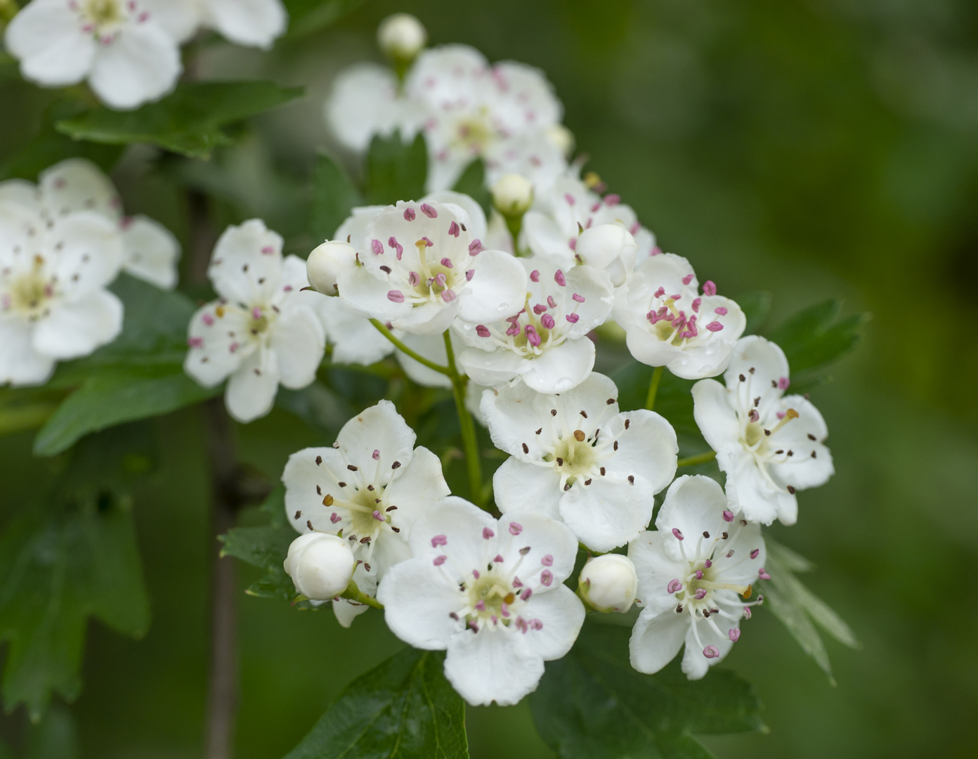 Frühlingsblüten