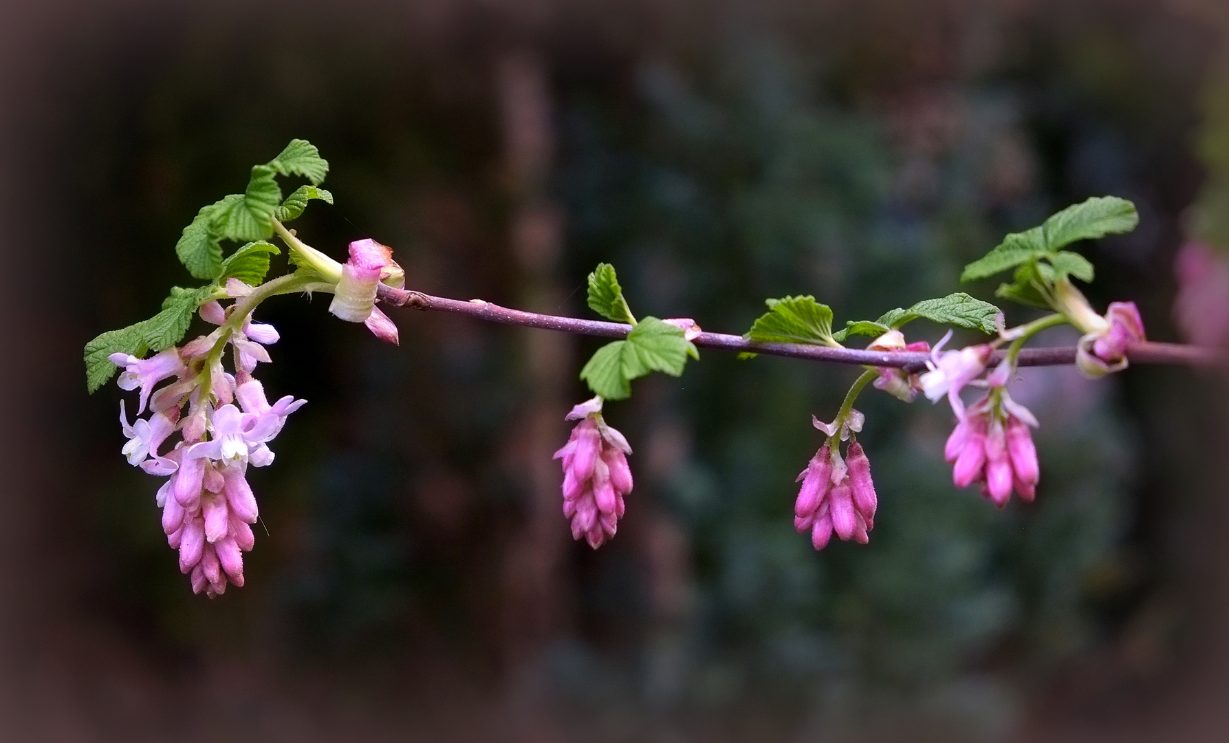 Frühlingsblüten