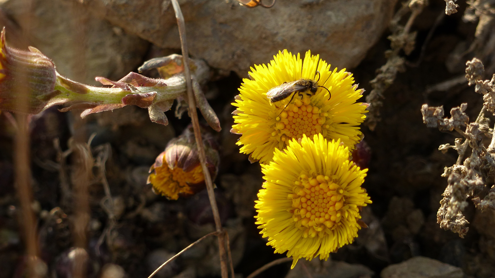 °°°° Frühlingsblüten °°°°