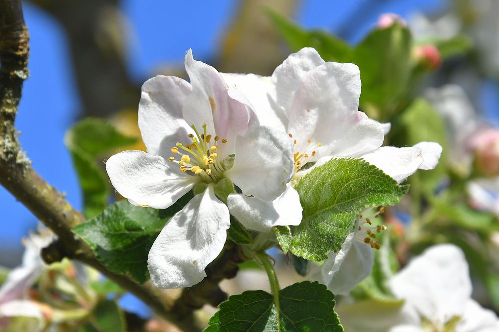 Frühlingsblüten