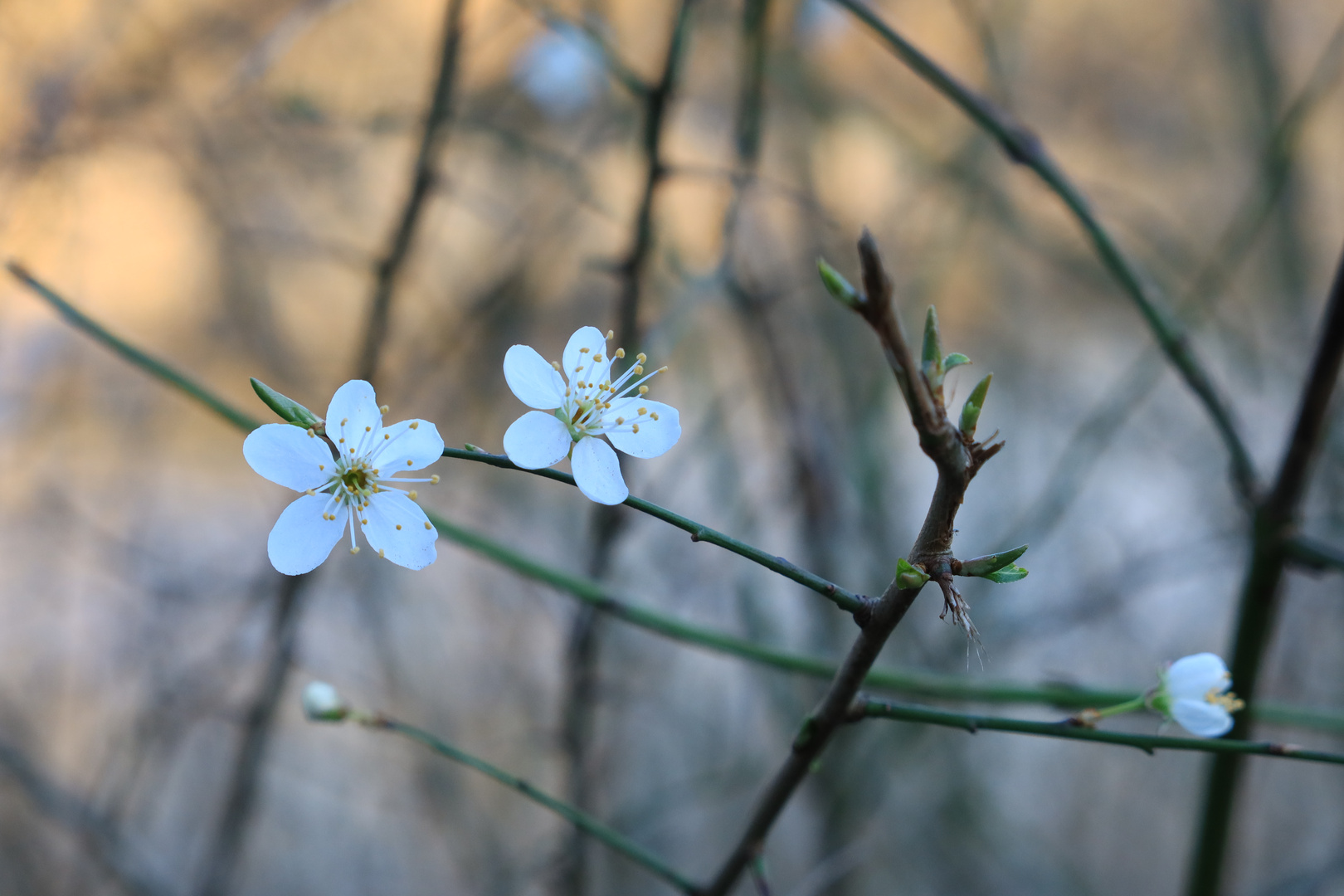 Frühlingsblüten