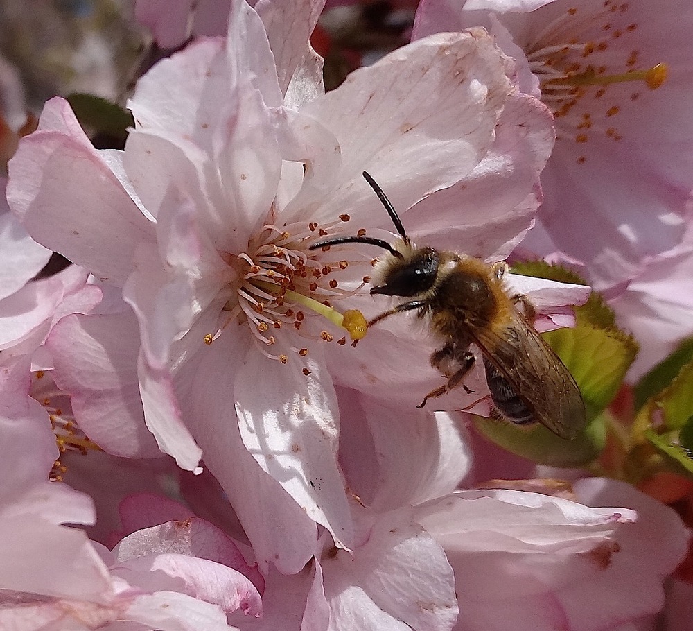 Frühlingsblüten