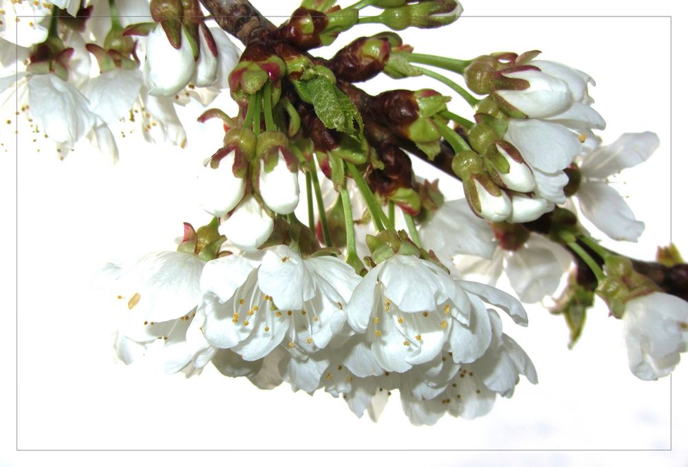 Frühlingsblüten von Margret u. Stephan 