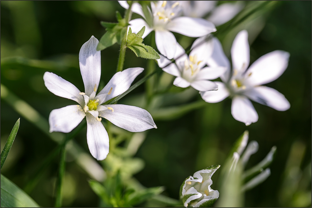 Frühlingsblüten ...