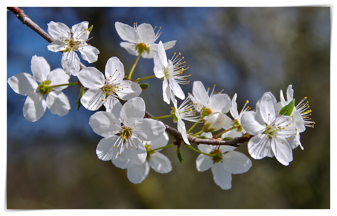 Frühlingsblüten