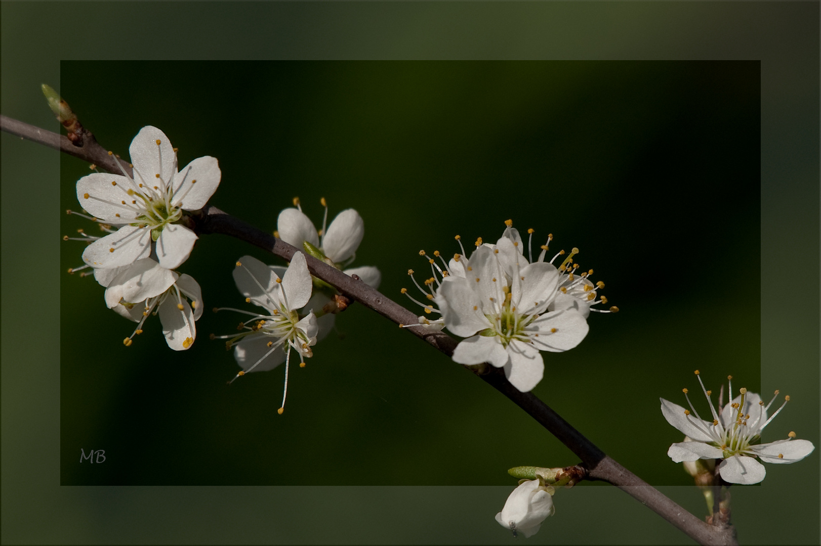 Frühlingsblüten....