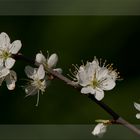 Frühlingsblüten....