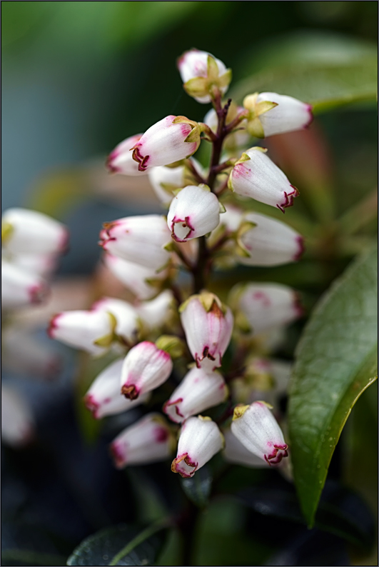 Frühlingsblüten ....