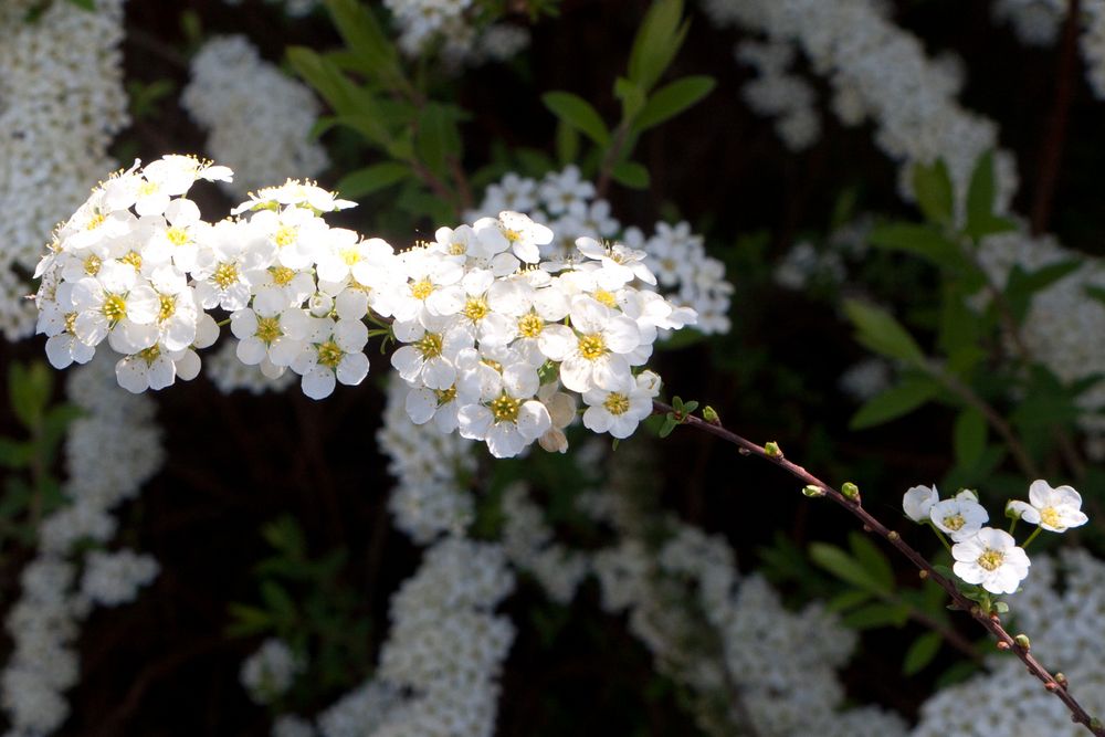 Frühlingsblüten