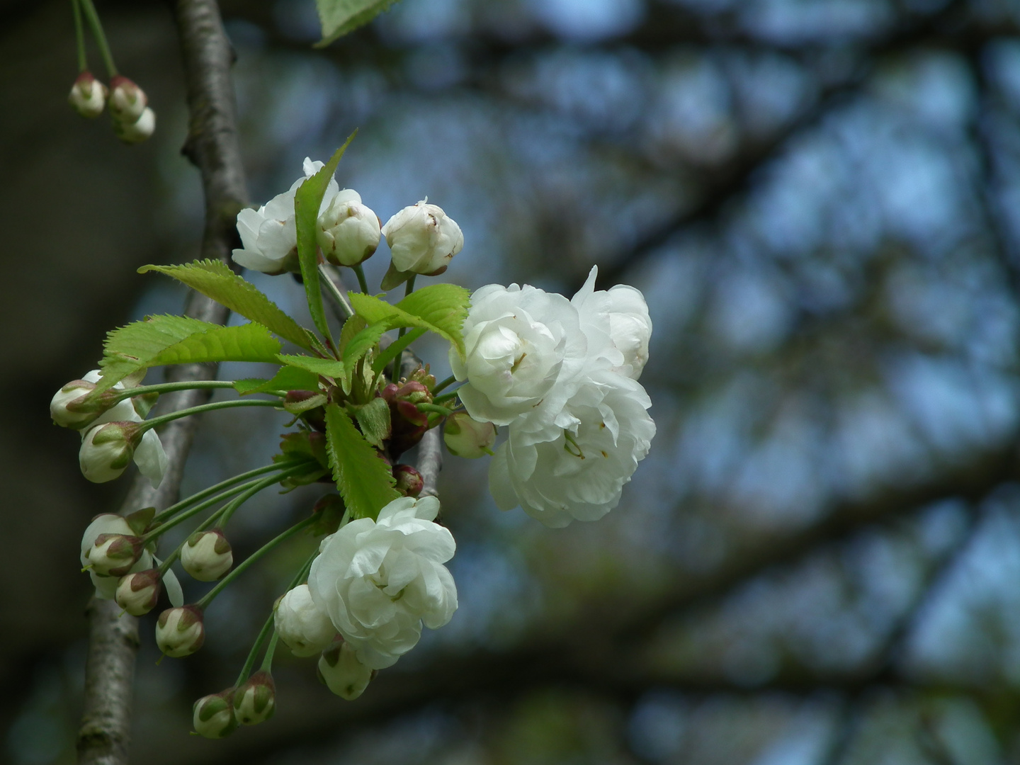 Frühlingsblüten