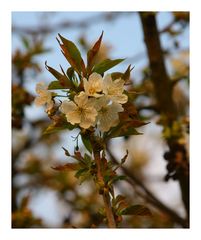 Frühlingsblüten