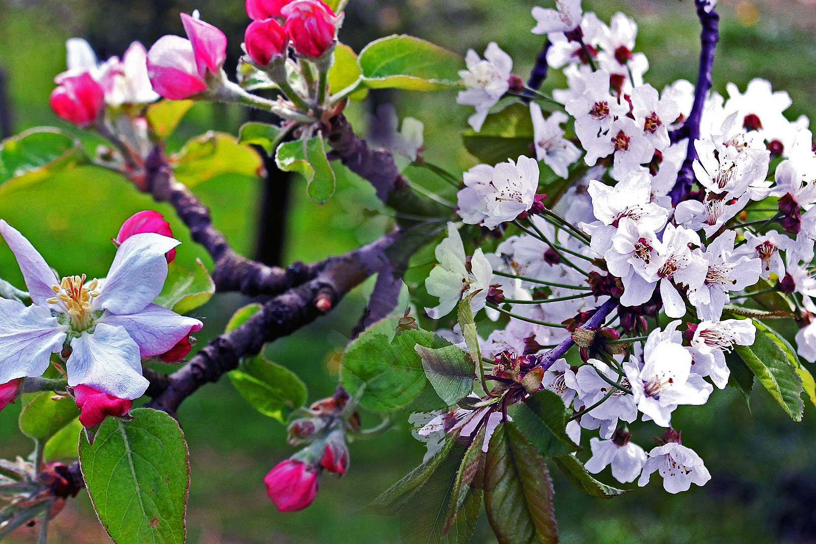 Frühlingsblüten