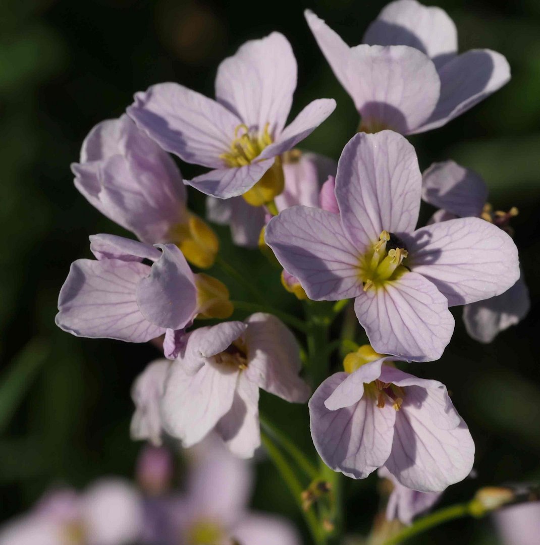 Frühlingsblüten