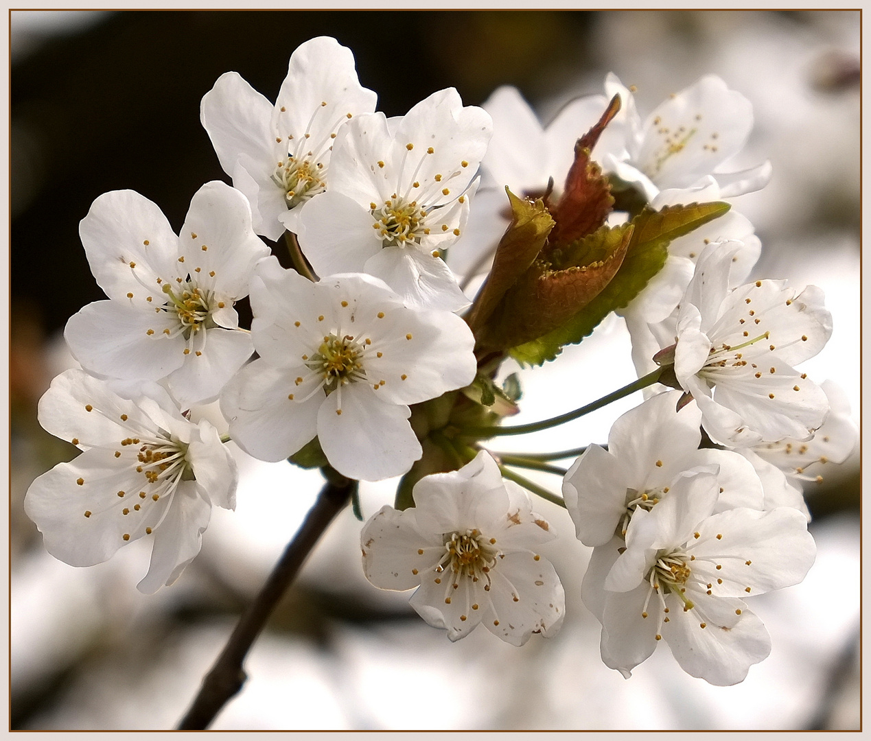 Frühlingsblüten